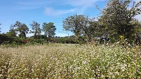 IMG_20180730_102733.jpg